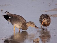 0002 (Schnatterente (M) (W)